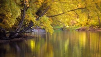 natur, reflexion, blatt, bank, wasser