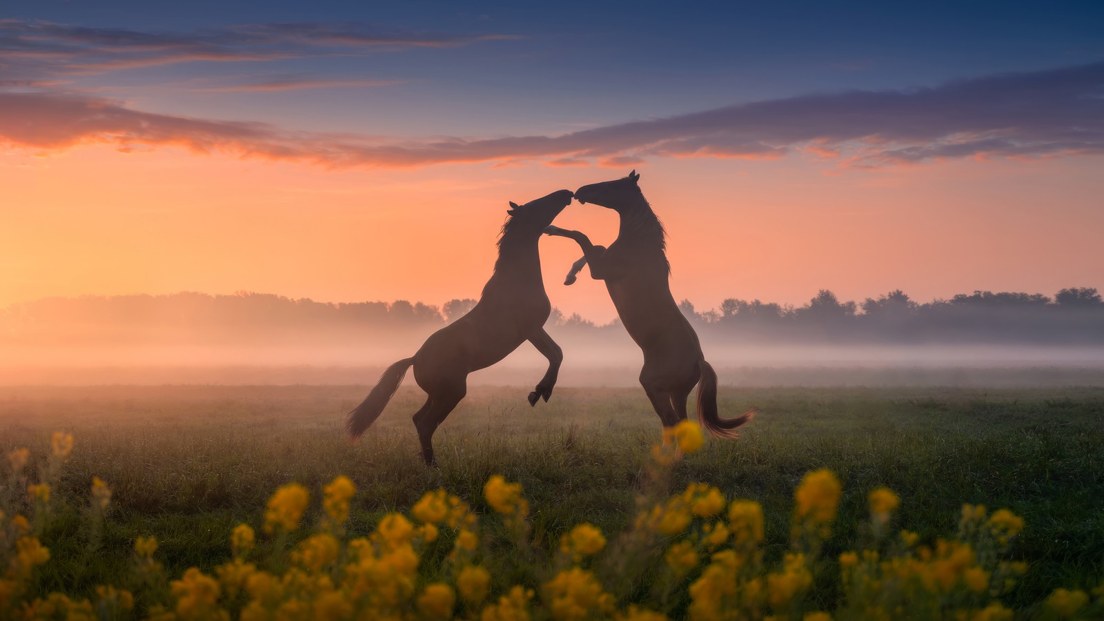 Des chevaux se battent dans un champ de fleurs jaunes au coucher du soleil (cheval, coucher de soleil, fleurs, fleur, animaux)