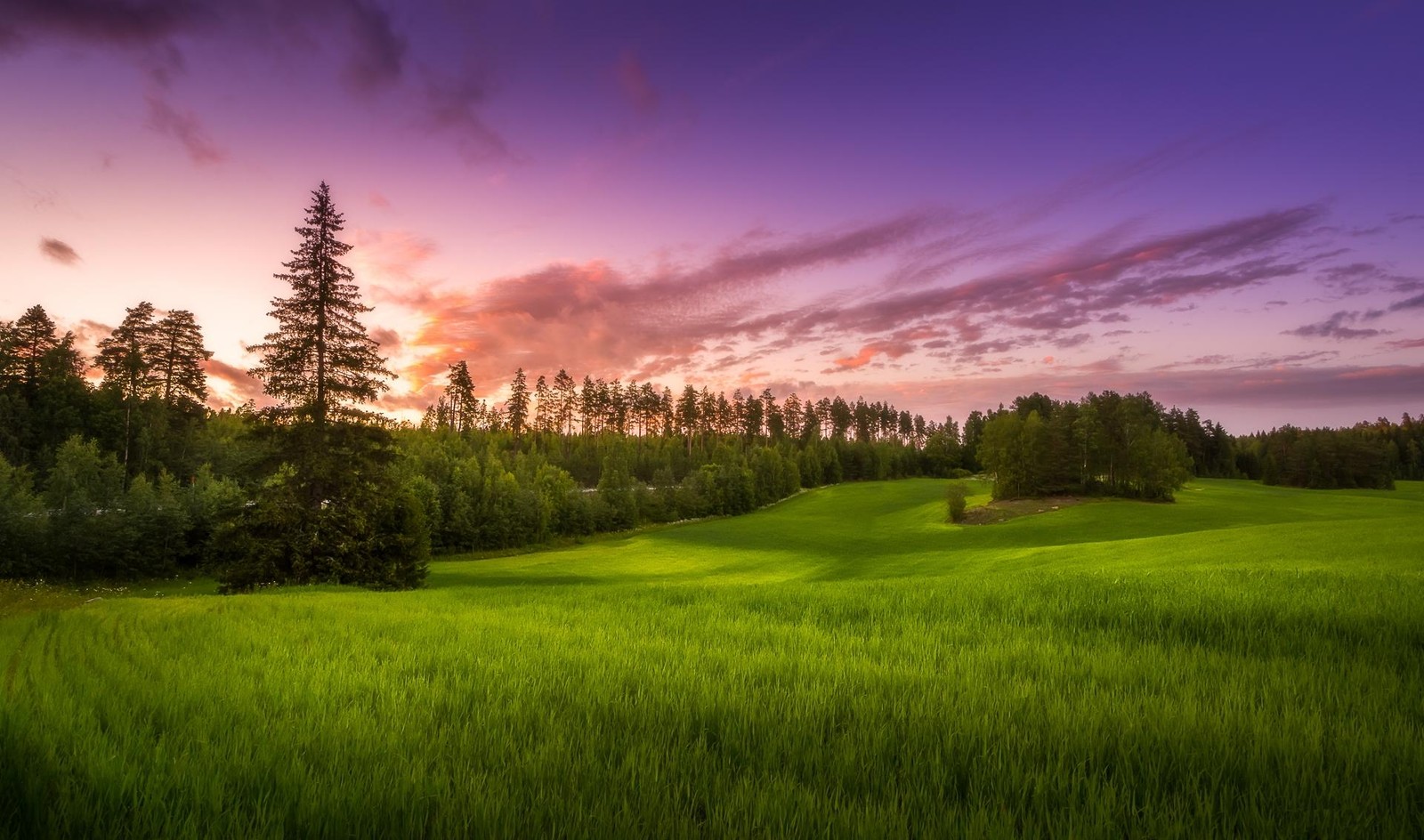 Um campo verde com árvores e um pôr do sol ao fundo (natureza, pradaria, campo, prado, manhã)