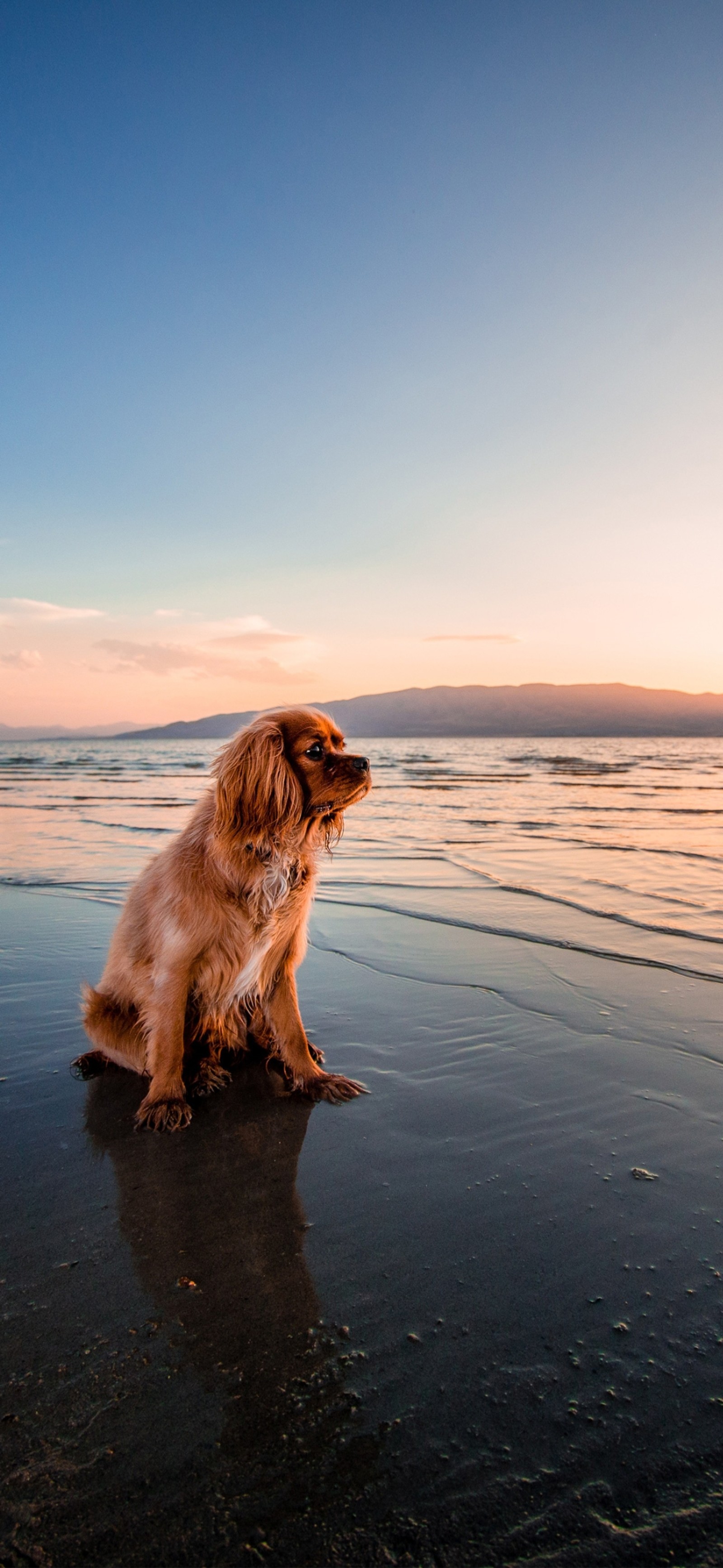 Il y a un chien assis sur la plage au coucher du soleil (chow chow, cavalier king charles spaniel, cocker spaniel anglais, chat, labrador retriever)