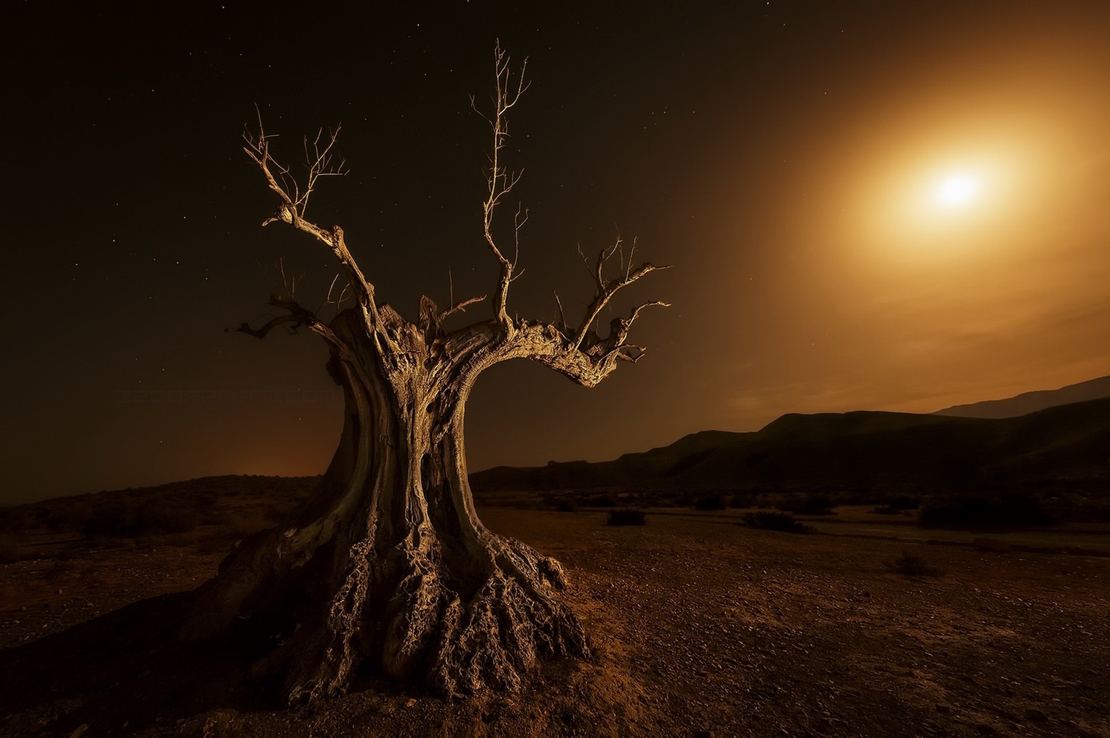 Descargar fondo de pantalla árbol, noche, ligero, planta leñosa, atmósfera