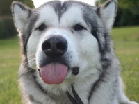 Close-up of a playful Alaskan Malamute with a tongue out, showcasing its friendly demeanor and distinctive facial features.