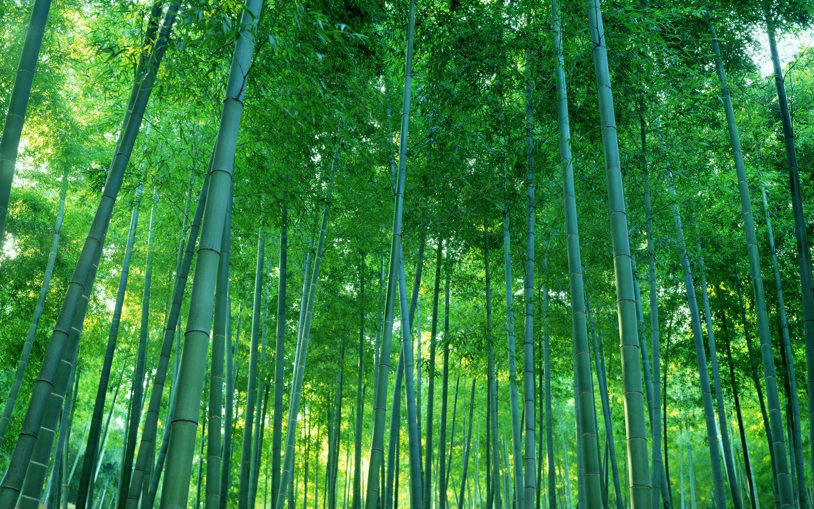 Un primer plano de un bosque de bambú con muchos árboles altos (bambú, bosque, árbol, vegetación, reserva natural)