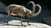 Ibex Alpino: Vida selvagem majestosa com chifres em seu habitat natural