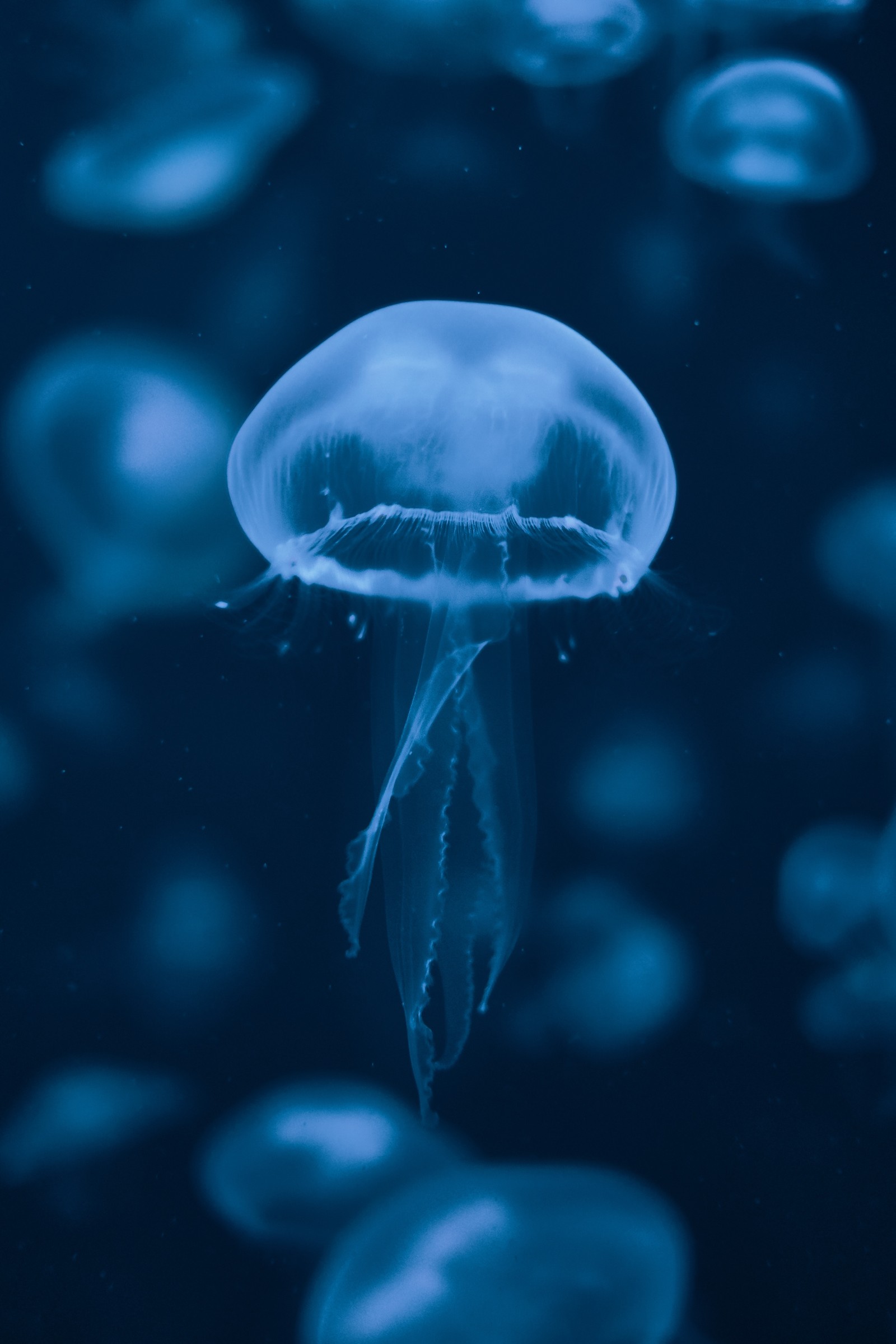 Água-vivas flutuando em um mar azul escuro com muitas bolhas (água viva, água, azul, cnidários, invertebrados marinhos)