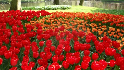 Tulipas vermelhas vibrantes em flor em um jardim botânico