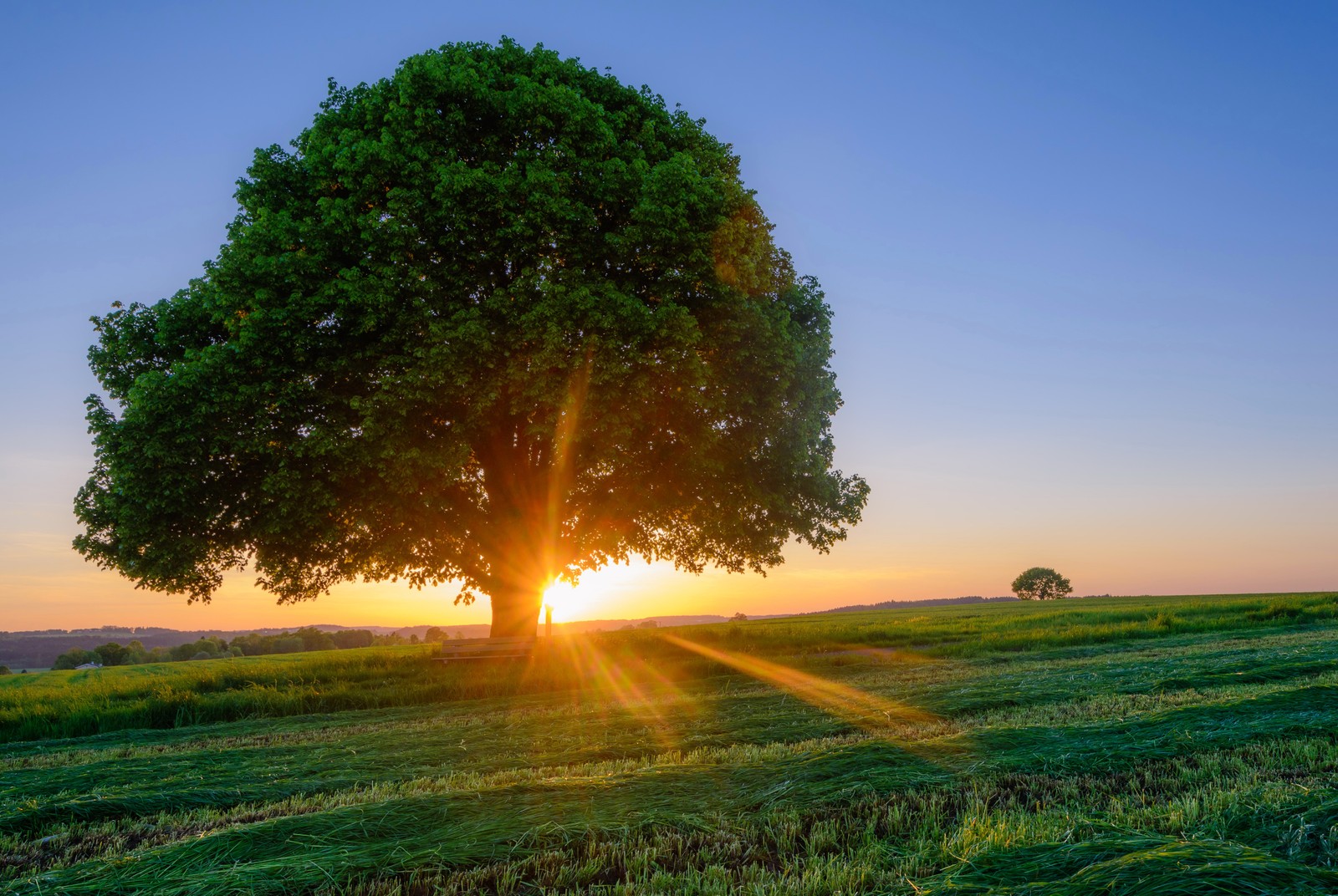 Uma árvore solitária em um campo com o sol se pondo atrás dela (árvore, madeira, natureza, campo, manhã)