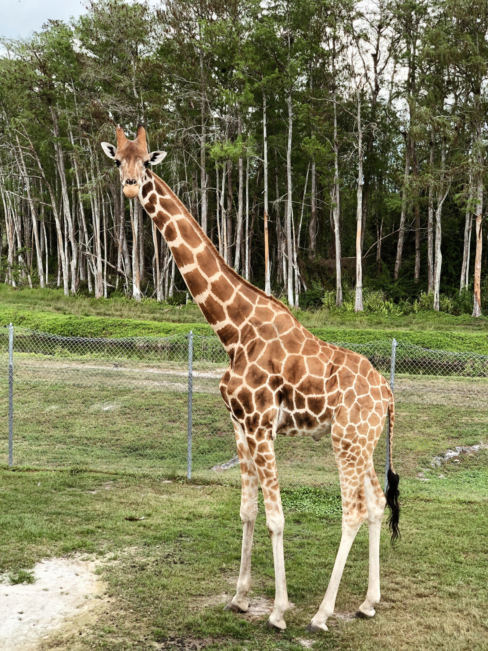 Eine giraffe steht auf einem feld mit bäumen im hintergrund (giraffe, landsäugetier, biologie, wissenschaft, giraffidae)