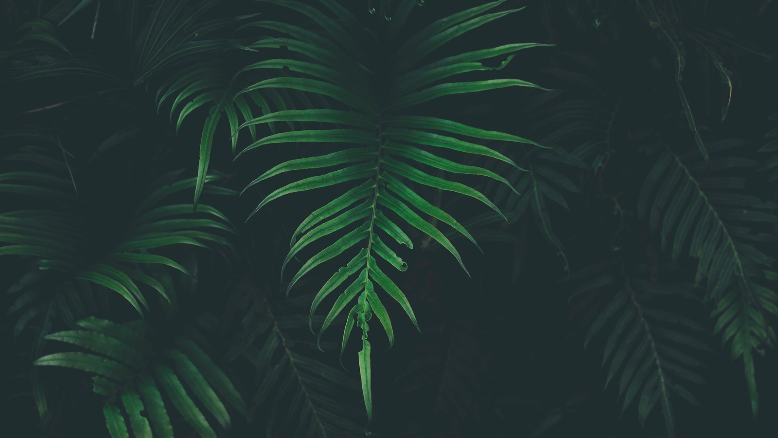 A close up of a green leaf on a dark background (green, vegetation, tree, palm tree, plant)