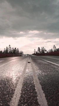 Serene Black and White Road Surrounded by Nature