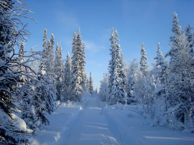 abeto, bosque, árbol, nieve, invierno