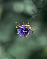 Close-Up of a Vibrant Purple Flower in Bloom