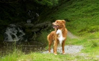 labrador retriever, berger australien, race de chien, chien de compagnie, golden retriever