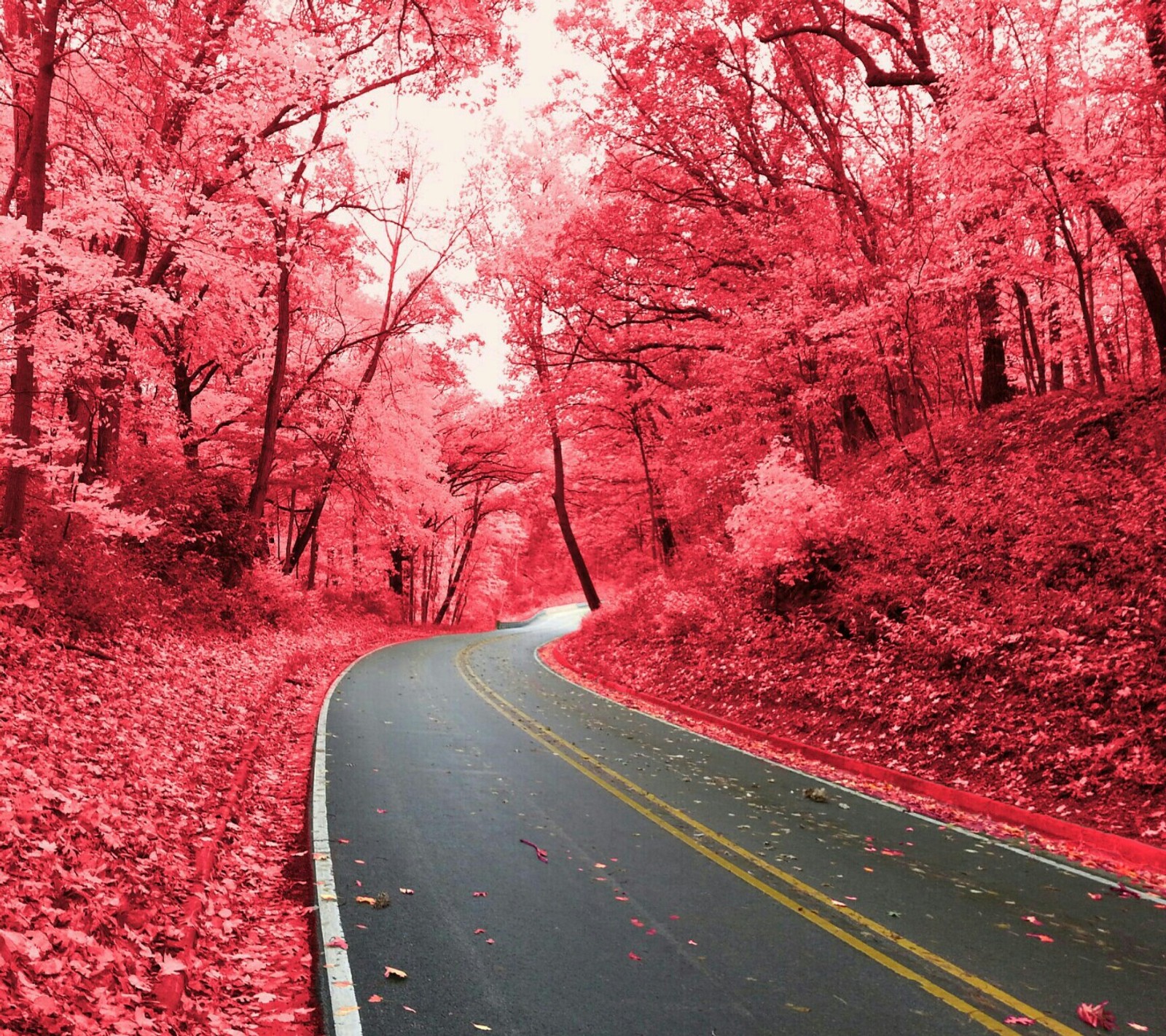 Un gros plan d'une route avec des arbres et des feuilles sur le côté (automne, feuilles, nature, rose, route)