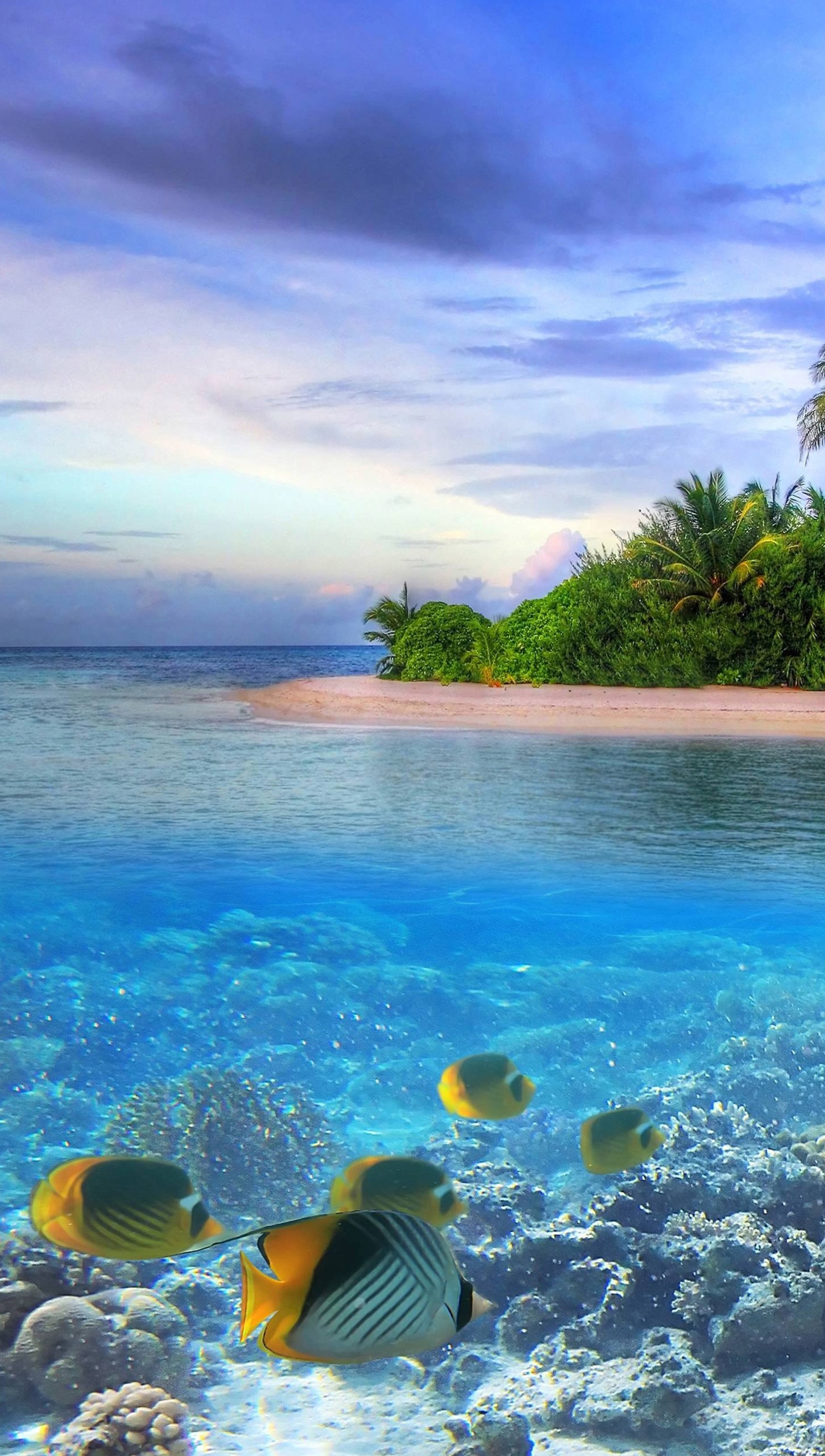 Hay muchos peces nadando en el océano cerca de una playa (4k, fresco, pez, paisaje, naturaleza)