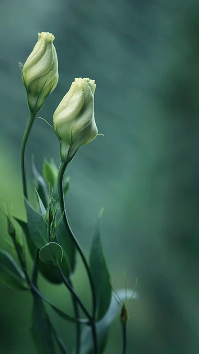 Zarte Blumenknospen im üppigen Grün