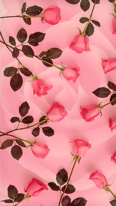 love, pink, rose, roses