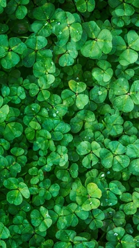 Lush Greenery with Dewy Drops on Leaves