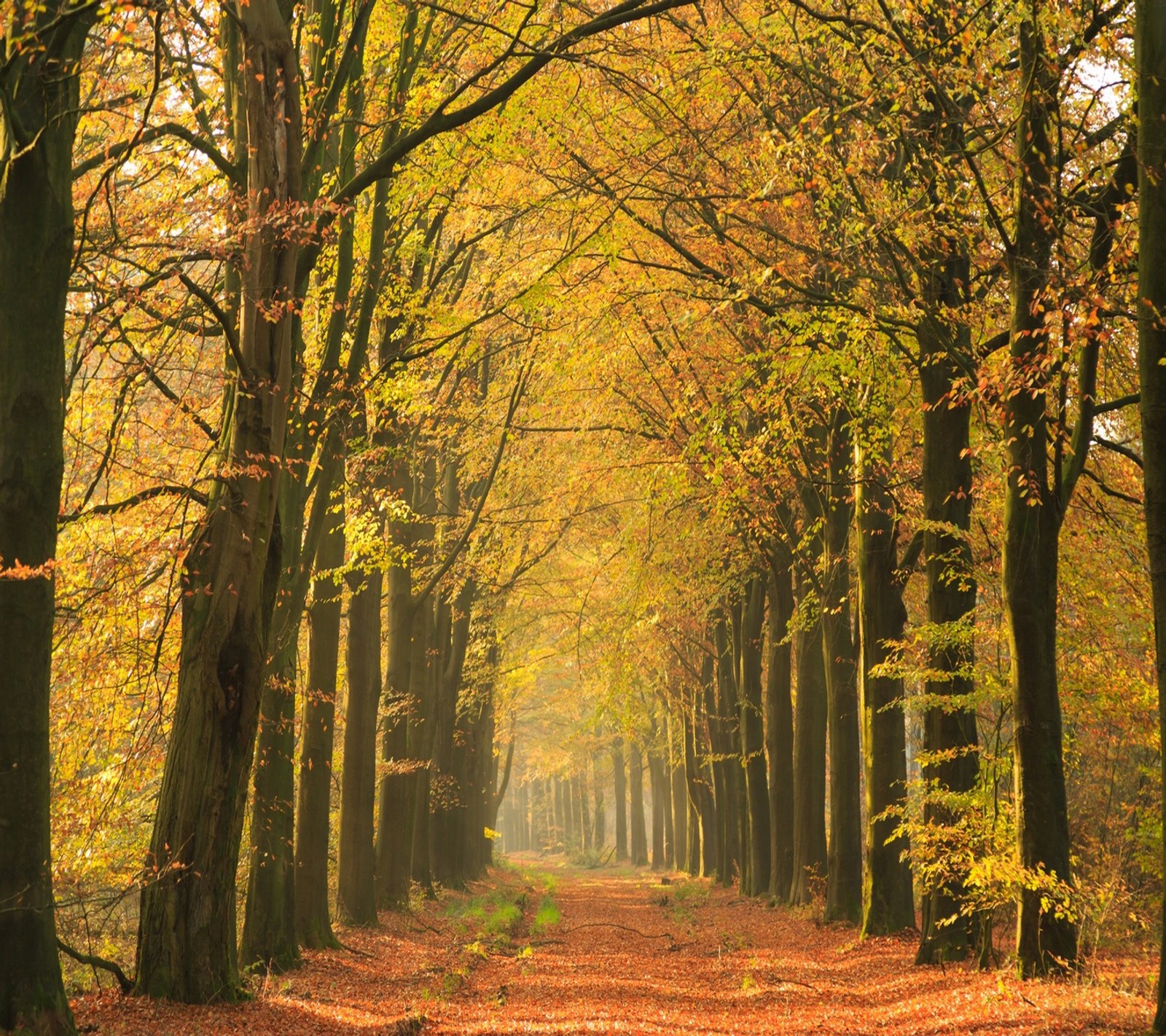 Vista de um caminho através de uma floresta com muitas árvores (abej, outono, beograd)