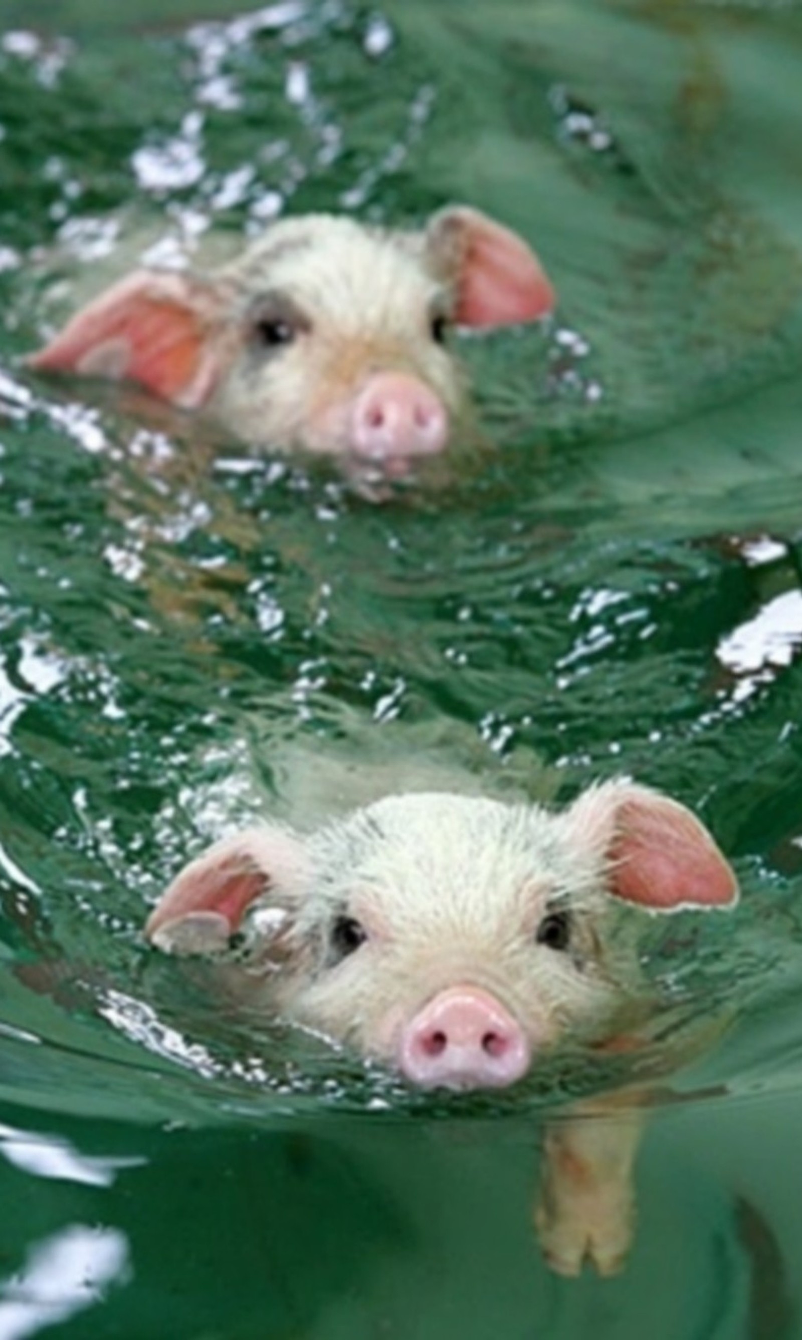 Two pigs swimming in a pool of water with their heads above the water (animal, little, piggy, water)