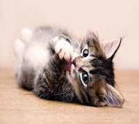 cat, funny, sweet wallpaper