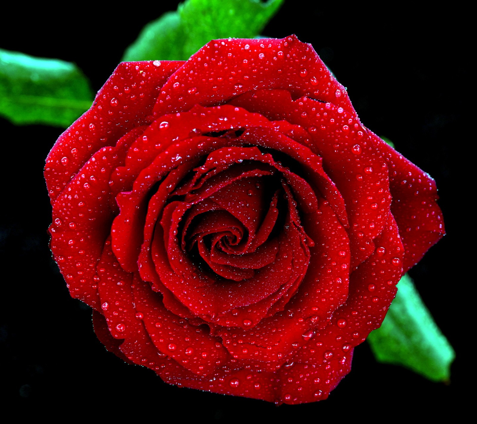 A close up of a red rose with water droplets on it (colors, landscape, nature, photo)