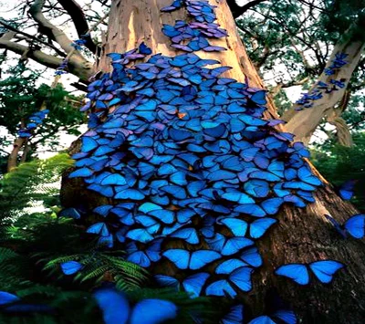 azul, borboleta