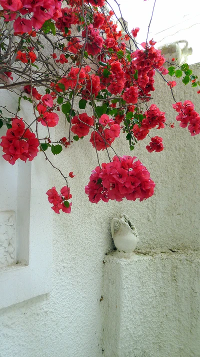 antique, flower, old jug