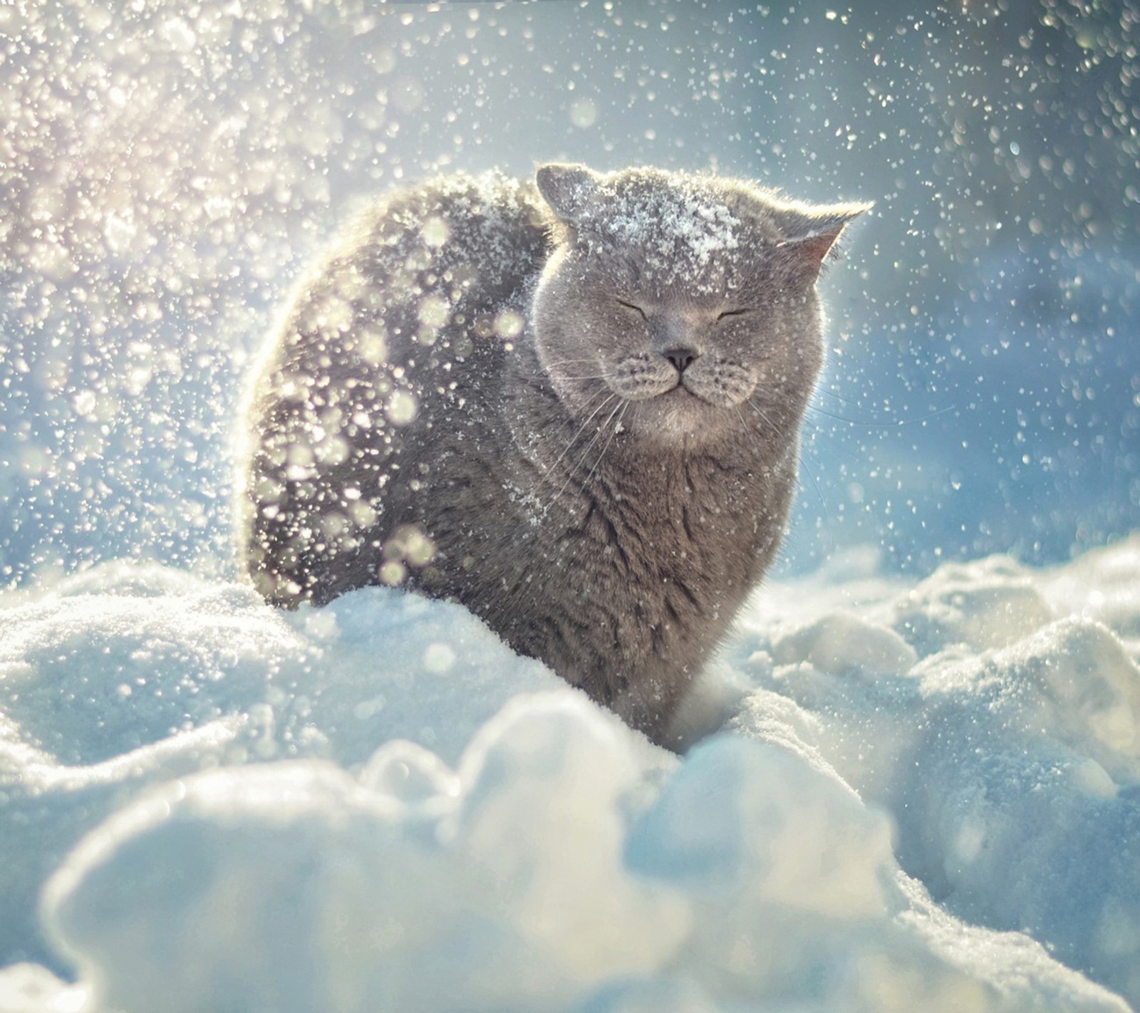 Il y a un chat assis dans la neige (abej, beograd, chat)