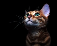 Download cats, cat, kitty, nice, wallpapers for free