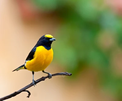 Vibrant Black and Yellow Parrot Perched on a Branch