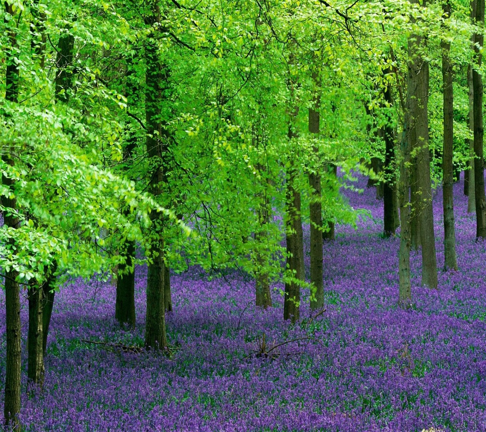 Purple flowers in a forest of trees and grass (gree, tree)