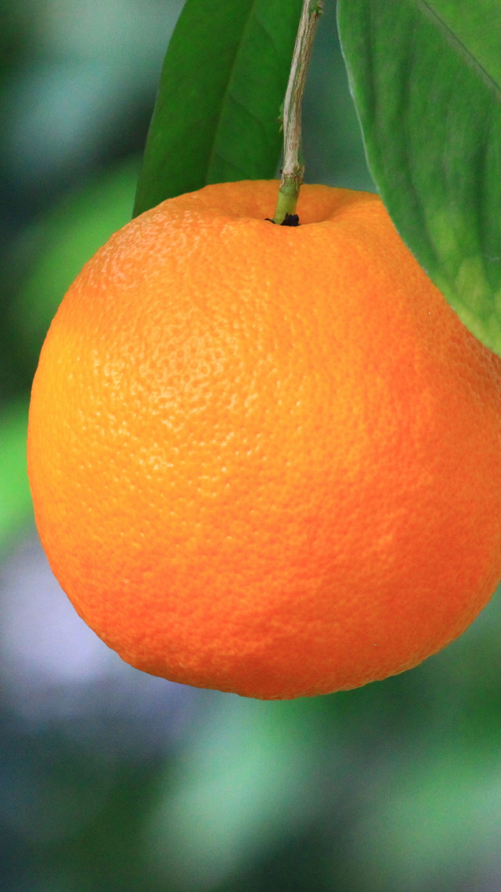 Une orange suspendue à un arbre avec des feuilles (fruit, orange)