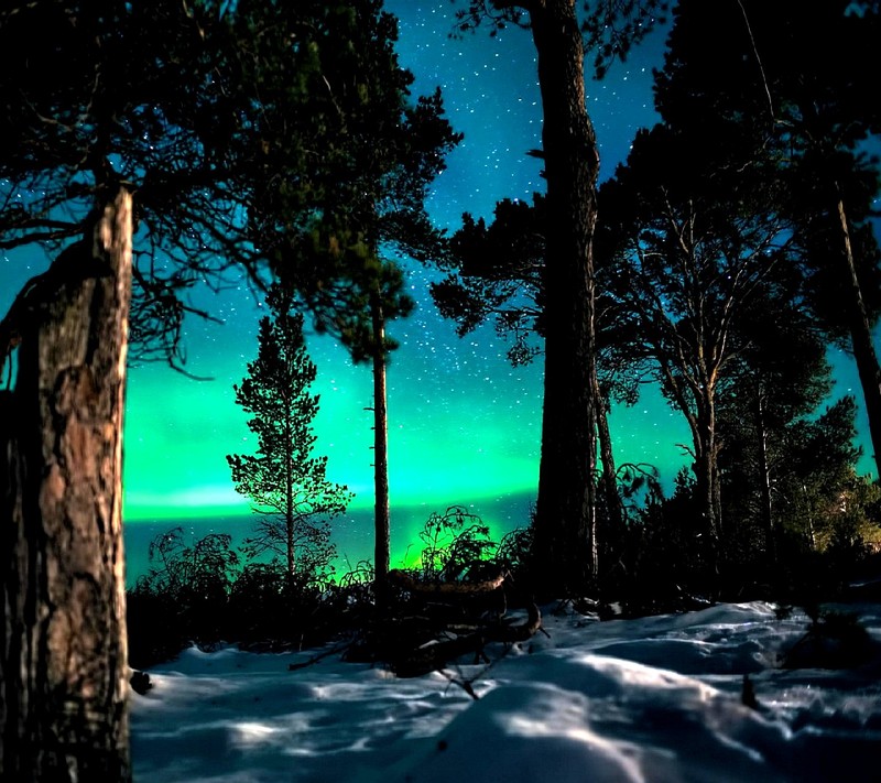 Vista de un bosque con una brillante aurora boreal en el cielo (noche)