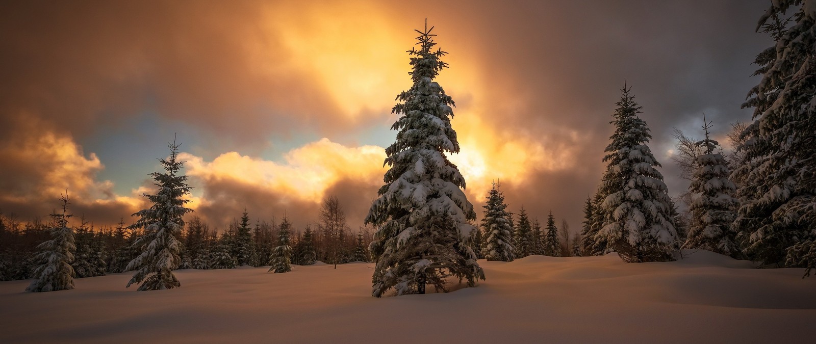 spruce, snow, tree, nature, winter wallpaper