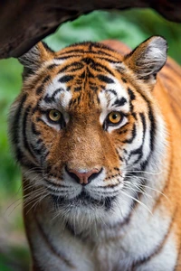 Close-up de um tigre da Amur com características marcantes em qualidade 4K