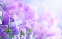 Flores de lavanda delicadas em suaves tons violetas