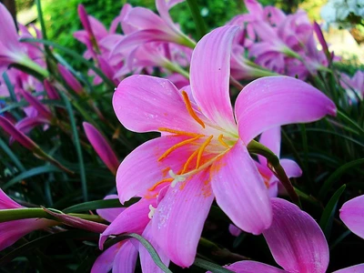 Close-up de flores de lírio rosa vibrantes