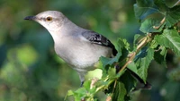 Nightingale Perched Among Lush Greenery