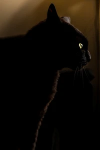 Silhouette Portrait of a Black Cat with Striking Green Eyes