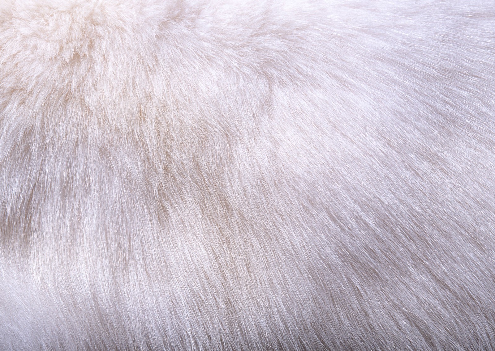 fur, textile, close up, snout, hug wallpaper