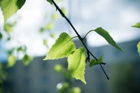 leaf, green, flower, plant, branch wallpaper