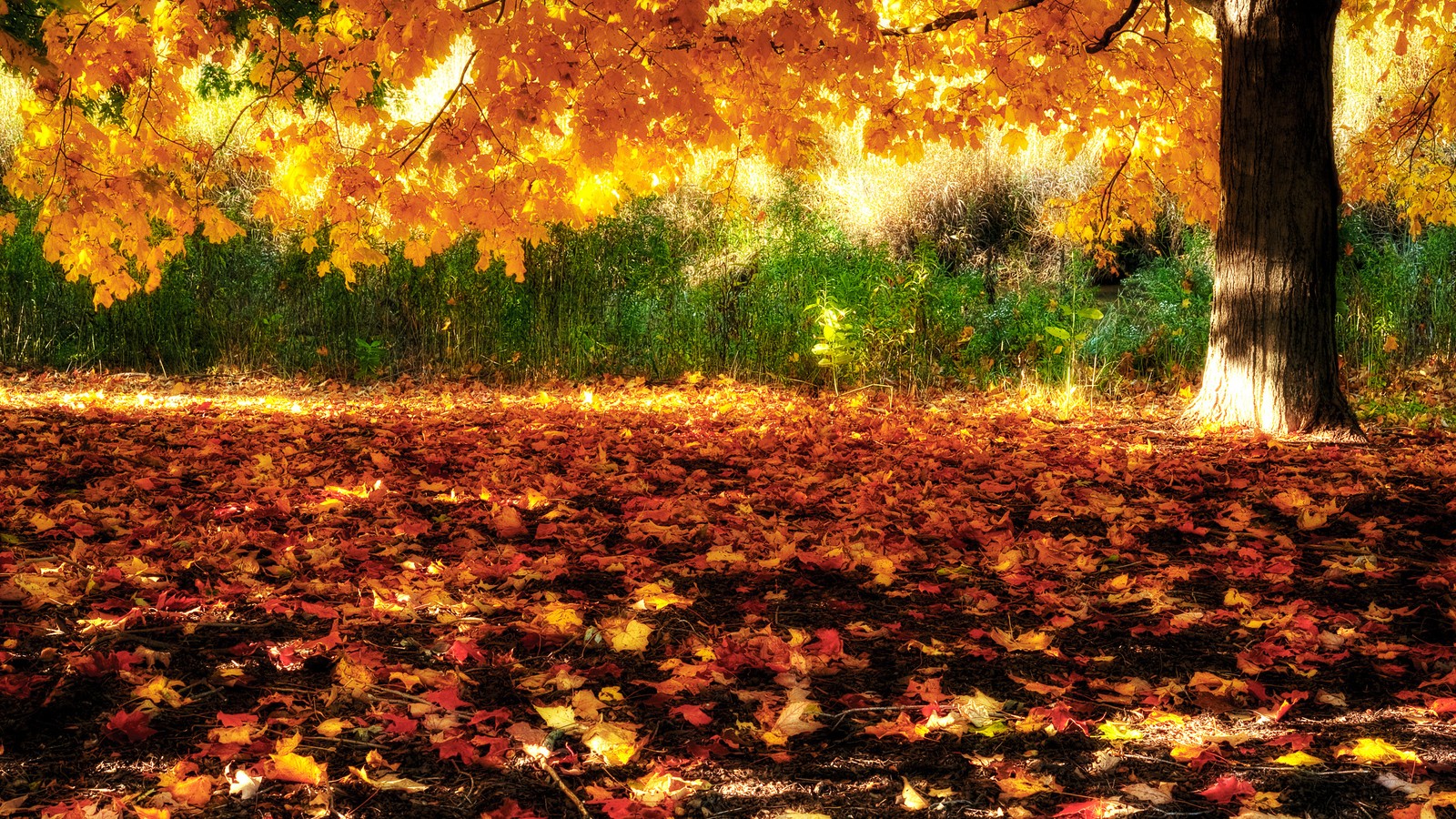 A close up of a tree with leaves on the ground (nature, leaf, tree, deciduous, autumn)