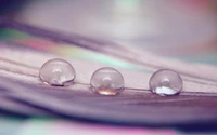 Macro Shot of Water Droplets on a Leaf