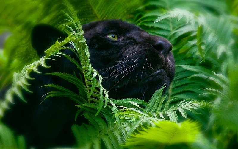 Жираф в центре леса, заполненного папоротниками, смотрит вверх (felidae, джунгли, зелёный, наземное животное, дикая природа)