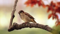 Moineau domestique perché sur une branche dans la lumière du matin