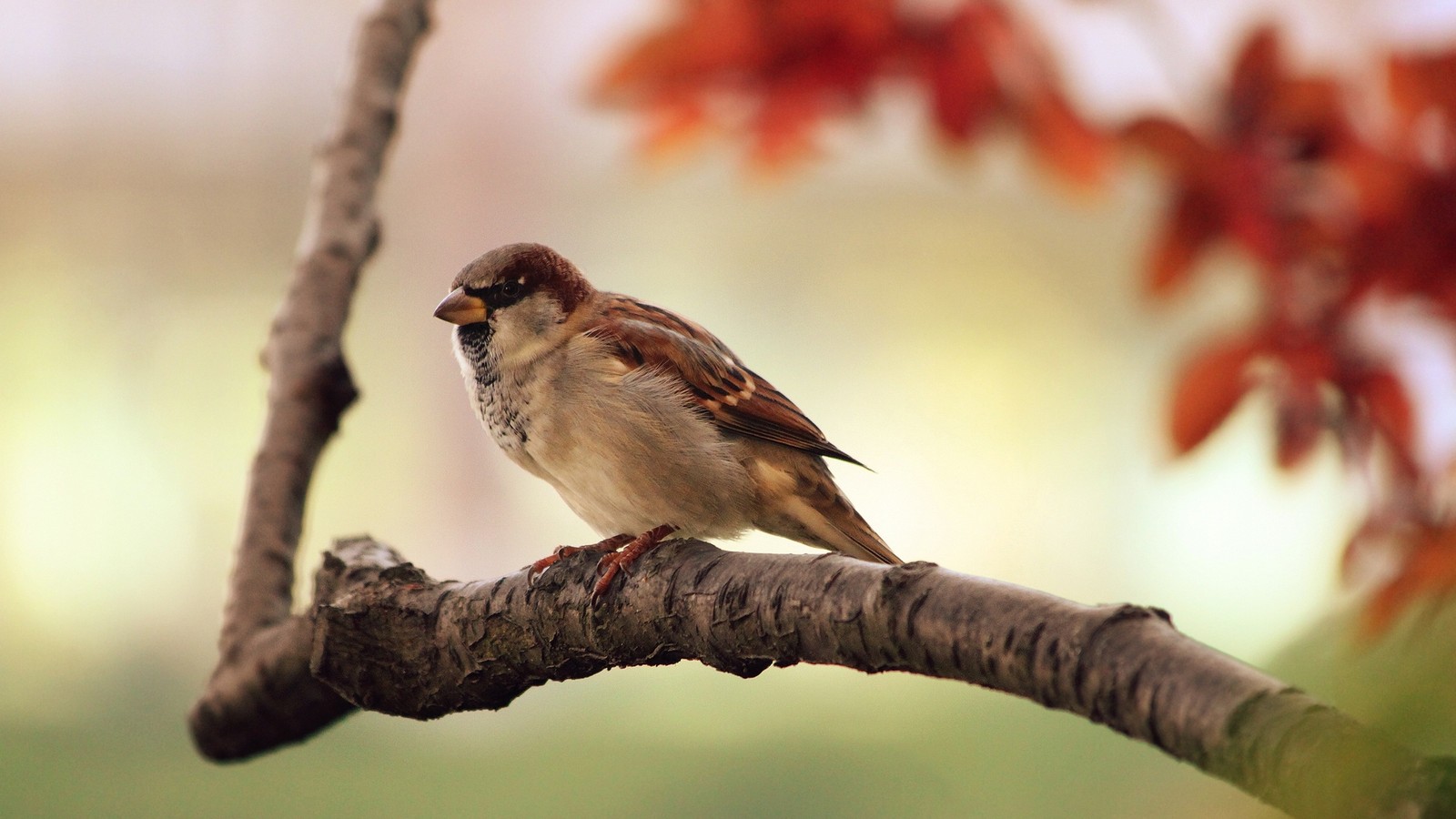 house sparrow, bird, beak, sparrow, emberizidae wallpaper