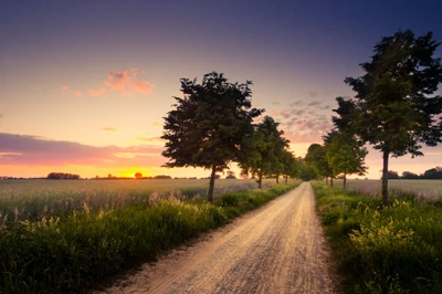 Sunrise Over a Serene Dirt Road Lined with Trees