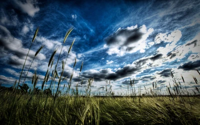 Campo vibrante sob um céu dramático