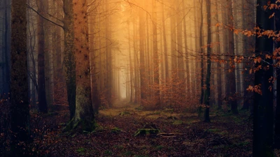 automne, feuillage dautomne, forêt, brume, brumeux